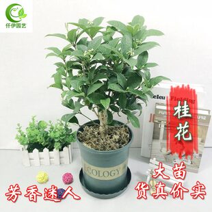 嫁接植物室内花卉盆栽花金桂阳台观桂花树苗庭院四季桂带花浓香型