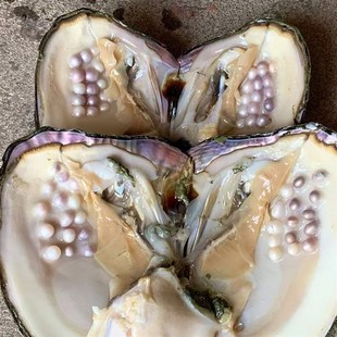 珍珠蛤活蛤自开珍m珠河蚌活蛤老蛤珍珠蛤壳自开珍珠自繁殖