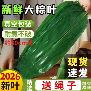 粽叶新鲜粽子叶大号芦苇粽叶包粽子专用粽子叶新鲜真空包装50片袋