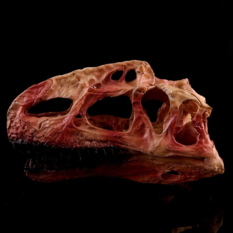 恐龙头骨模型树脂工艺品单脊龙骷髅头动I物骨架研究参考动物骷颅