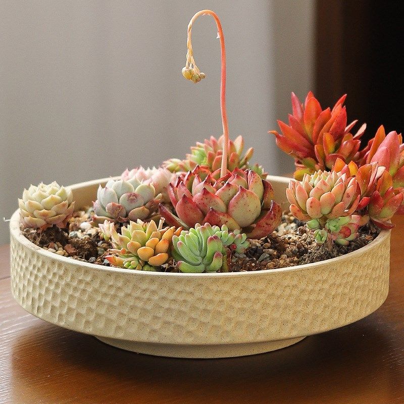 多肉花盆大直径20或更多浅口圆形吸水粗I陶大直径大拼盘锅陶瓷简