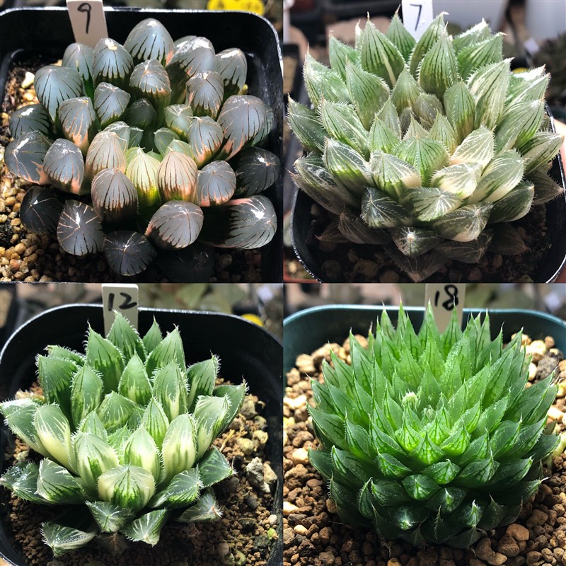 13号实生玉露锦原始种锦(原始种脱土发货)一物一拍1Y月18日更新