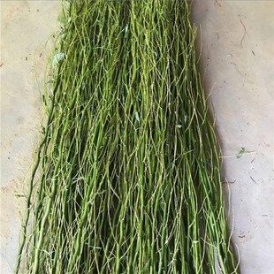 龙柳鲜枝水培树枝客厅落地插花水养真干花花束装饰U摆件干枝送人