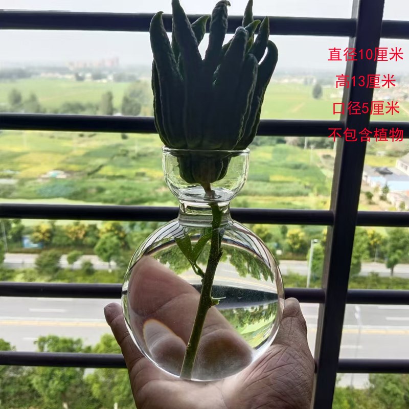 佛手柑水培瓶子佛手n水培透明玻璃容器养佛手柑小花瓶禅意风中式
