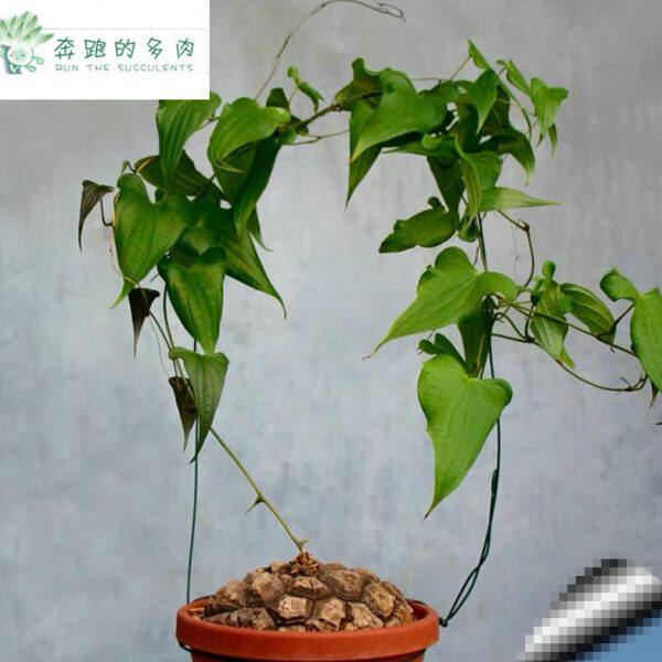 进口墨西哥龟甲龙快跟夏型种带盆发货一物一拍
