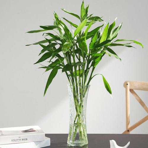 【两件套】特大号玻璃花瓶透明水养富贵竹花瓶家用客厅插花瓶摆件