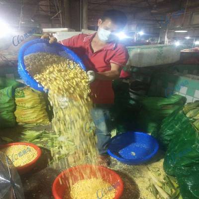 常平木轮市场玉米深加工剥粒机实操简单鲜玉米嫩甜粟米脱粒机