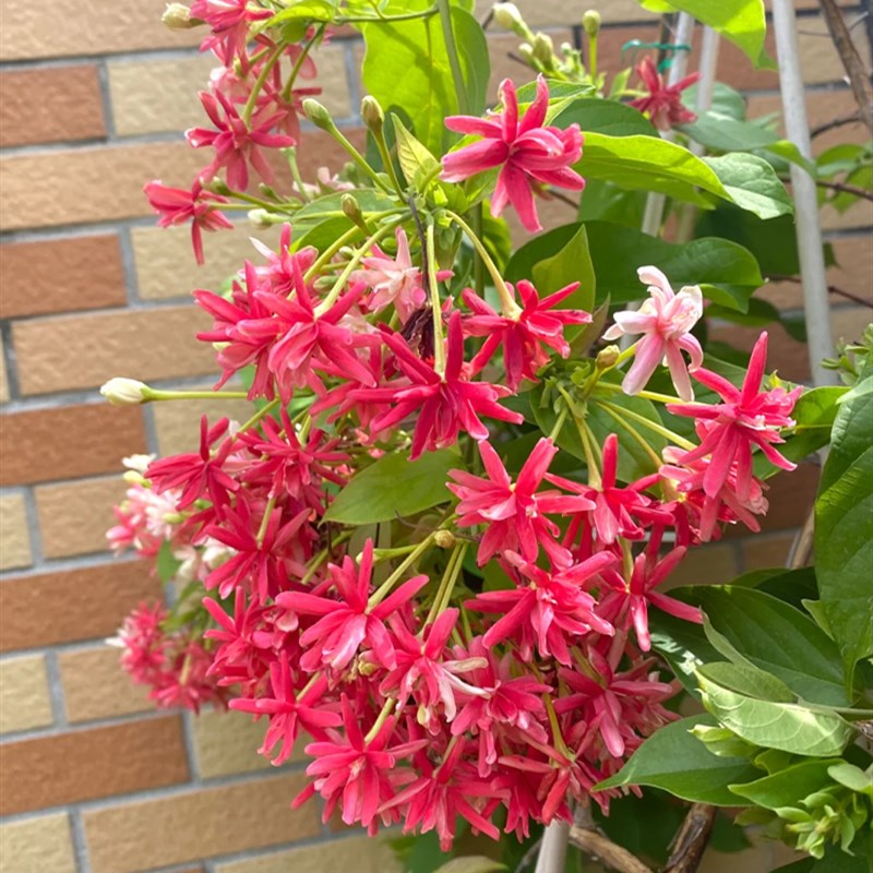 使君子爬藤植物大花苗重瓣带花苞驱蚊植物室内外庭U院阳台四季常