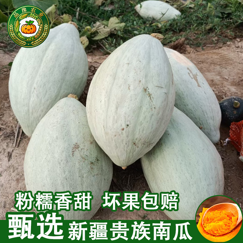 正宗新疆贵族南瓜,老农甄选