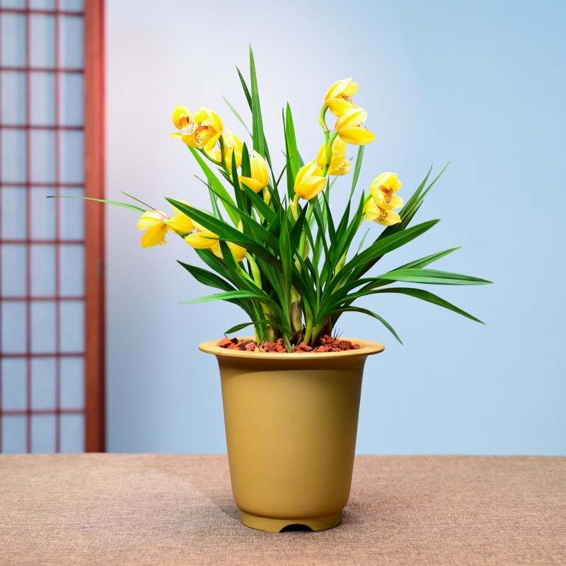 0413金玉满堂兰花花卉绿植盆栽室内客厅办公茶桌阳台浓香不带花苞