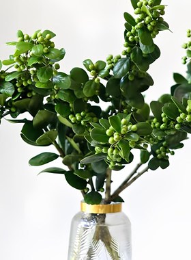 绿色带叶冬青果鲜切枝水培植物野趣果F材夏季清凉插花云南直发鲜