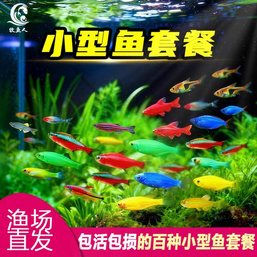 热带观赏鱼红蓝斑马鱼小型灯鱼