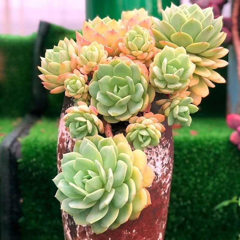 恋曲 韩系进口控养大颗群生新手好养多肉N植物组合阳台新房绿植