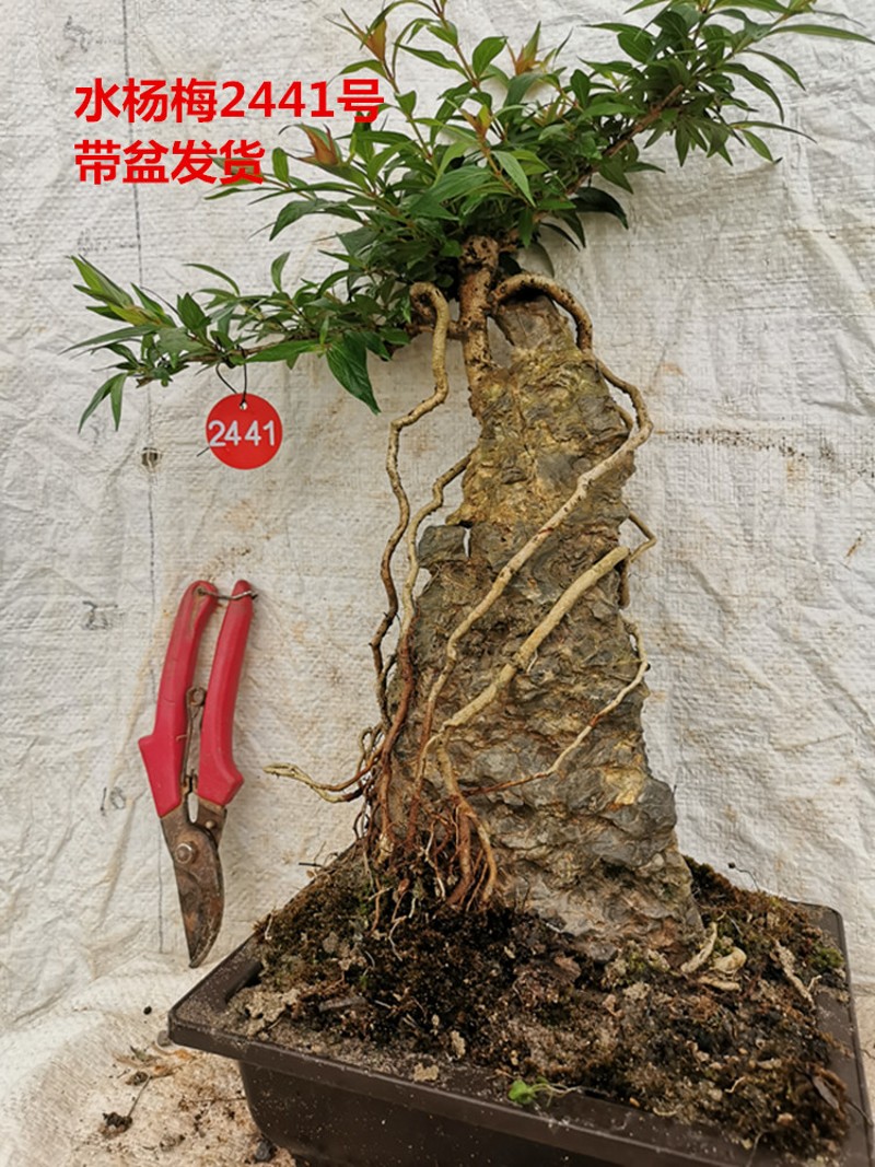 水杨梅盆景朴树盆景朴树中大型盆景山水盆景附石盆景.中高端老桩