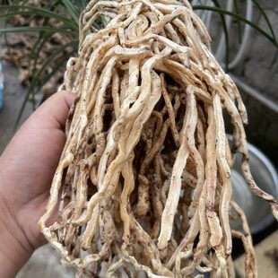 黑皮木纹草惠兰带锯齿高货随州兰花苗