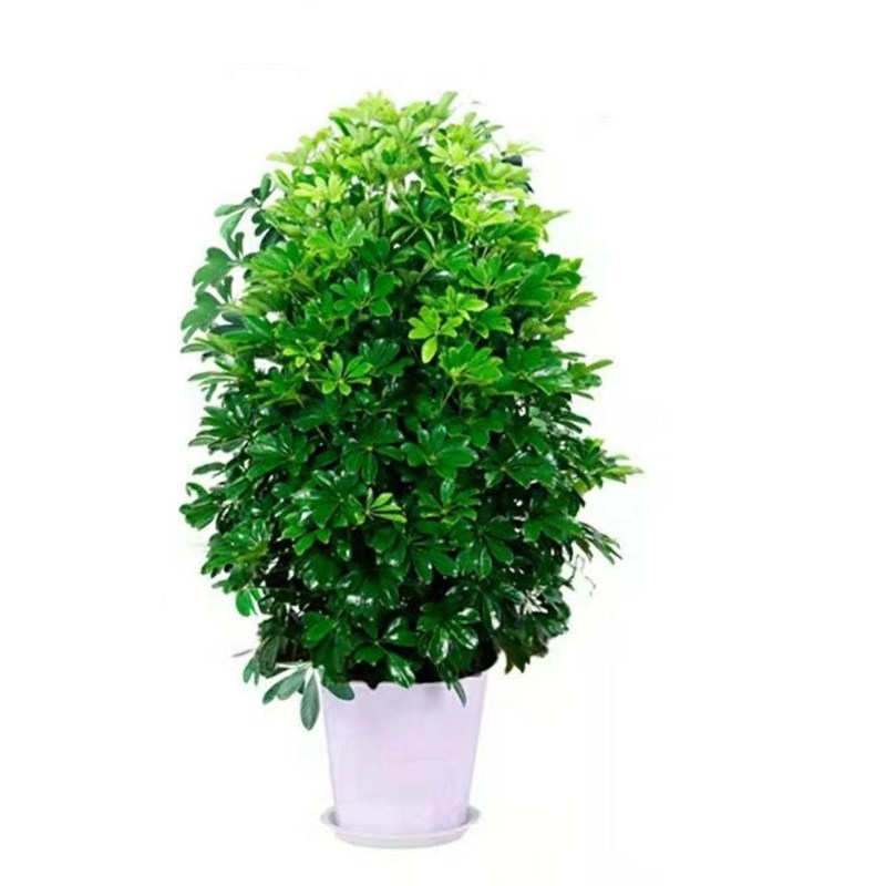 鸭脚木盆栽七叶莲八方来财室内客厅吸甲醛净化空气大型绿植招财树