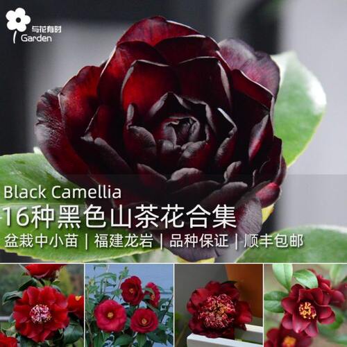 大山茶花阳台种魔幻嫁接小植物苗室外树苗树苗黑色庭院16花卉盆栽