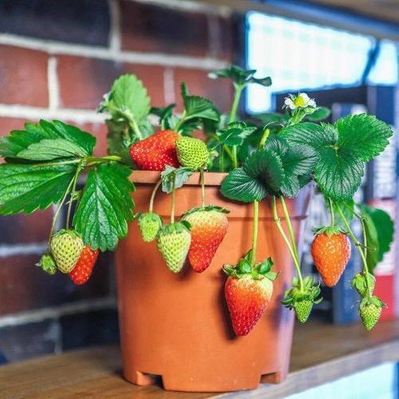 草莓苗四季盆栽脱毒一代奶油大草莓果苗食用室内阳台南方北方种植