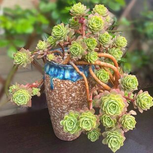 叶圆多薄阳台生薄盆缺头蔷薇生群多肉植物化妆绿群口化妆室内老桩