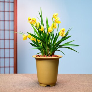 0413金玉满堂兰花花卉绿植盆栽室内客厅办公茶桌阳台浓香不带花苞