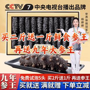 参康德大连底播野生淡干海参250g拍两份500g辽刺参干货官方旗舰店