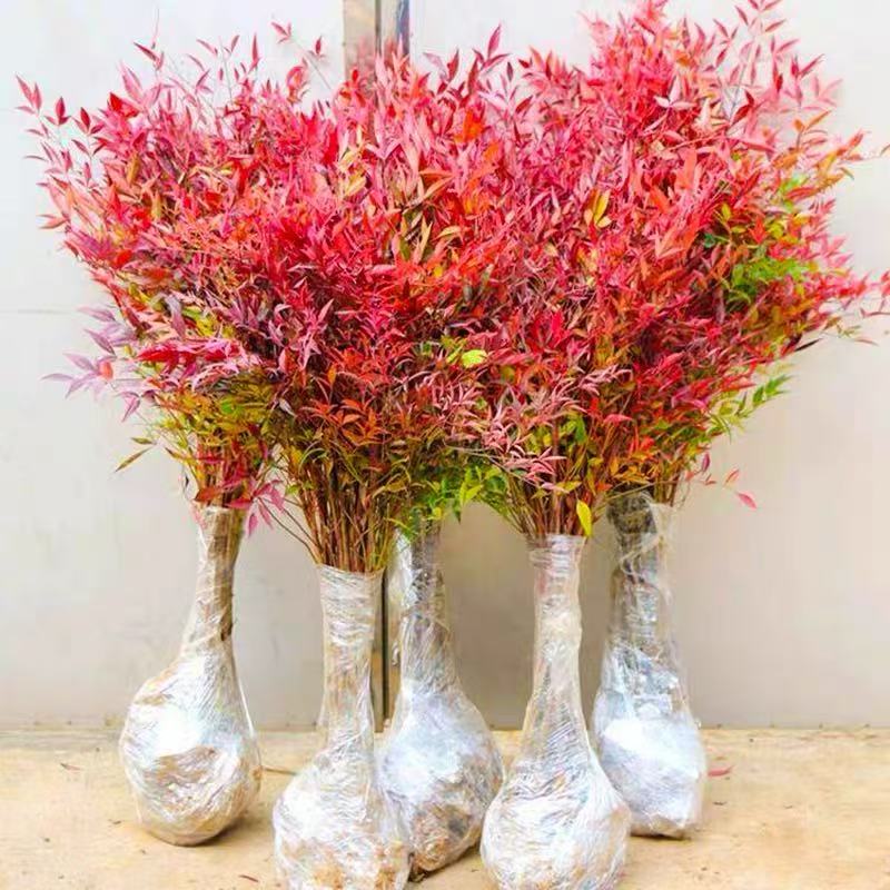 火焰南天竹盆栽绿化树苗