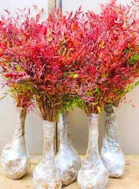 火焰南天竹盆栽绿化树苗客厅庭院红叶老桩落地植物耐寒竹子绿植