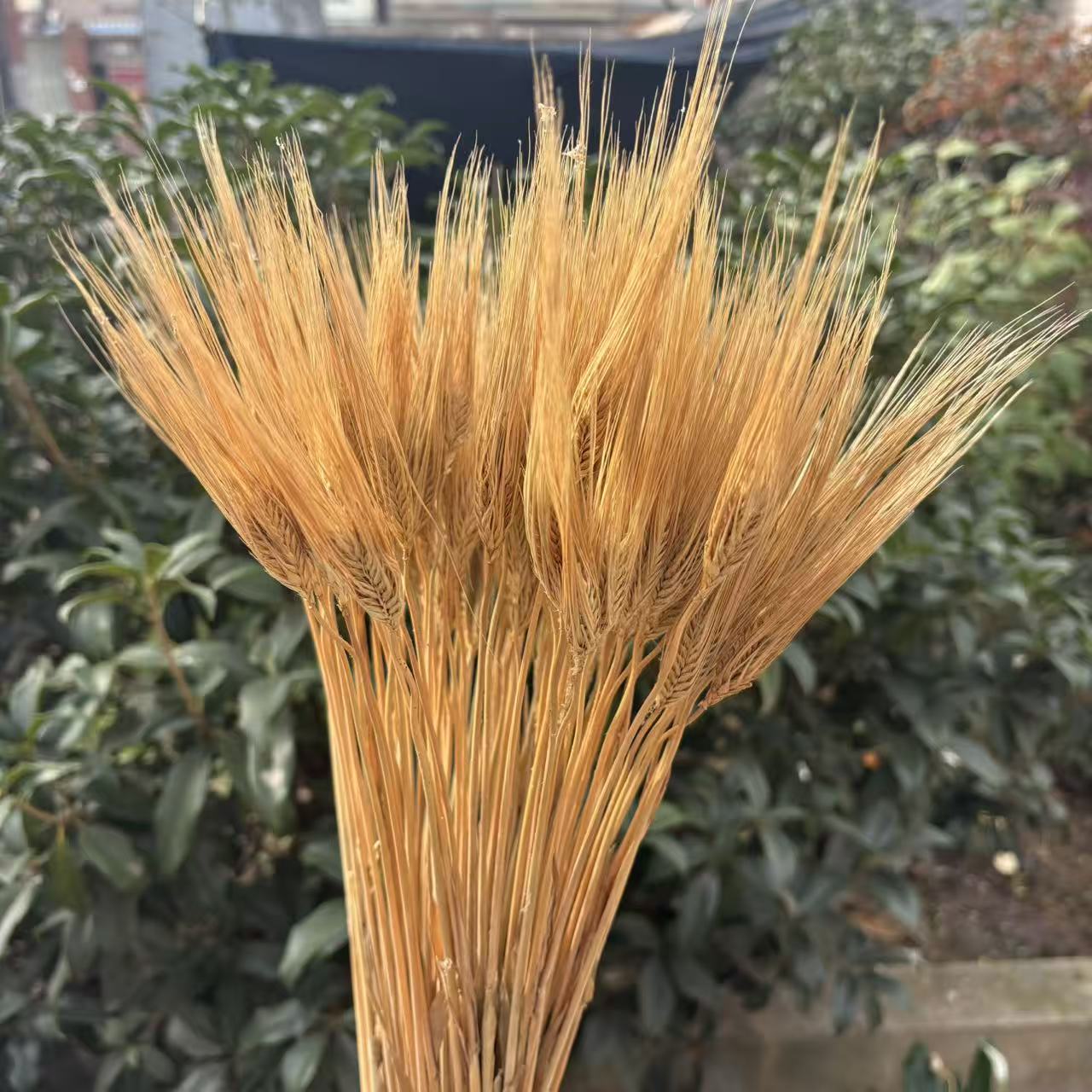 天然大麦干花原色麦穗