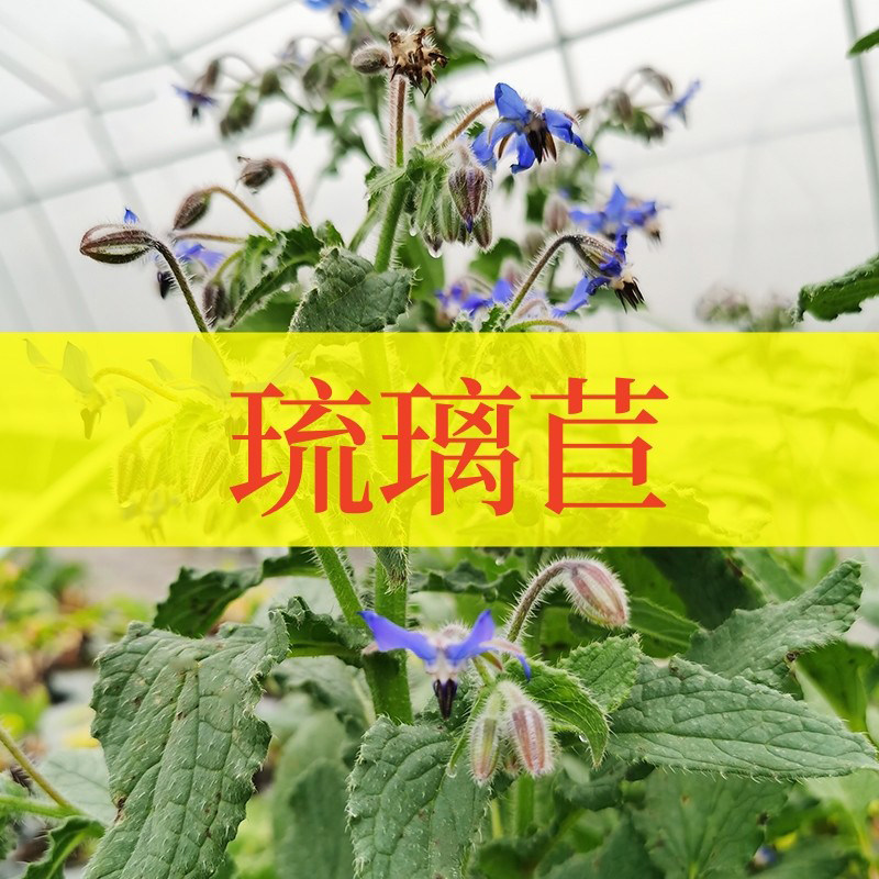 琉璃苣可食用一年生香草植物盆栽克拉香草新鲜可做菜观赏开花好看