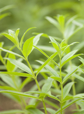 柠檬马鞭草 橙香木 Lemon Verbena 香草植物 盆栽苗 可食用 泡茶