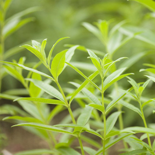 柠檬马鞭草 橙香木 Lemon Verbena 香草植物 盆栽苗 可食用 泡茶