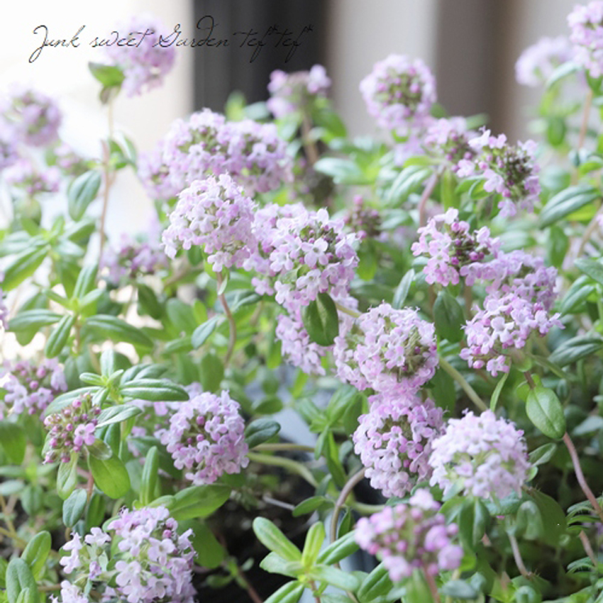 杰克百里香Thymus 'Jekka'多年生食用香草 耐寒阳台盆栽苗