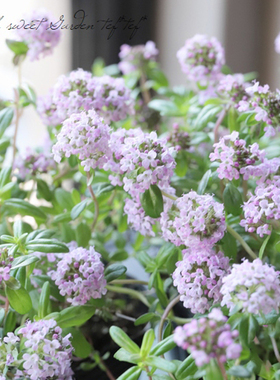 杰克百里香Thymus 'Jekka'多年生食用香草 耐寒阳台盆栽苗