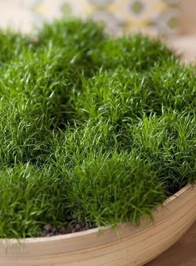 爱尔兰珍珠草 sagina subulata耐寒常绿地被 四季常绿