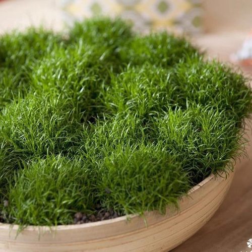 爱尔兰珍珠草 sagina subulata耐寒常绿地被 四季常绿