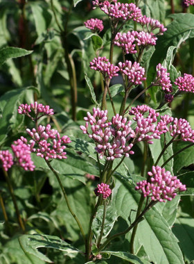 佩兰 Eupatorium fortunei Turcz. 芳香植物  香草盆栽 可食用