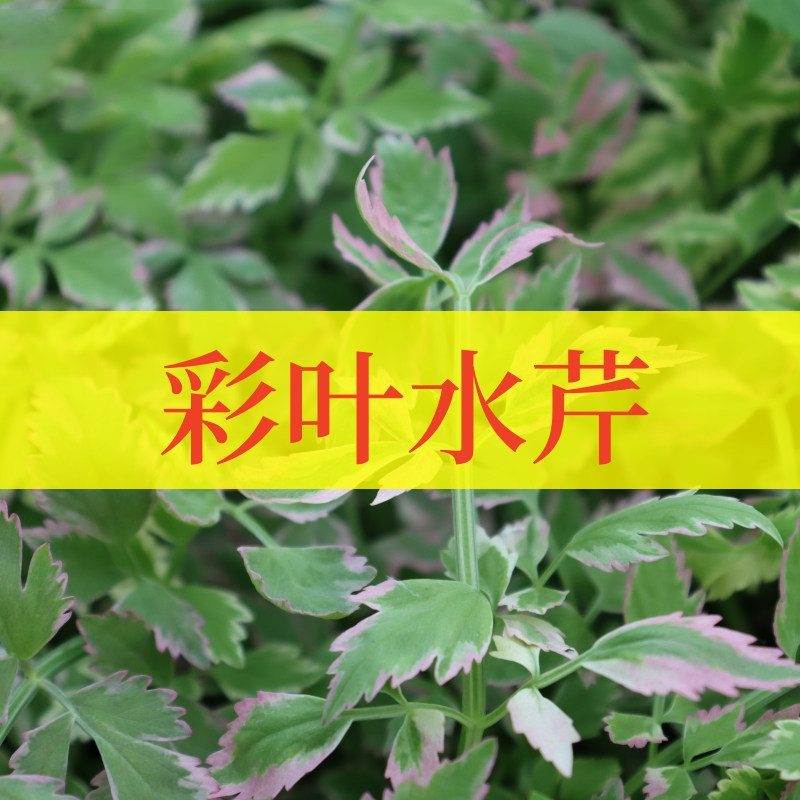 彩叶水芹可食用多年生香草蔬菜植物盆栽克拉香草水培花叶观赏装饰