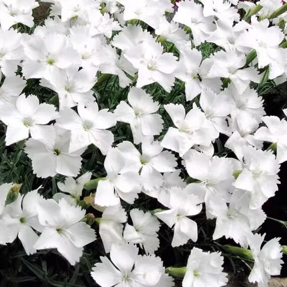 白色欧石竹 安娜贝拉 多年生耐热耐寒阳台庭院花卉地被植物盆栽苗