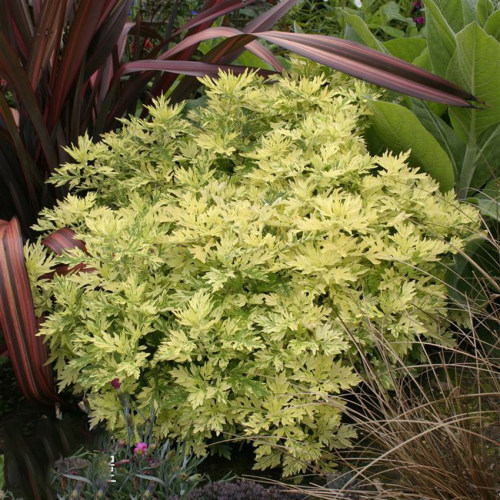 花叶艾草 黄金艾【东洋之光】多年生耐寒耐热庭院盆栽 芳香植物