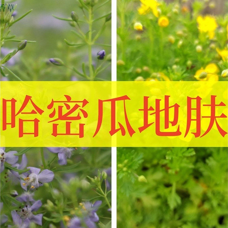 黄色蓝色哈密瓜地肤不可食用多年生香草植物盆栽克拉香草芳香绿植