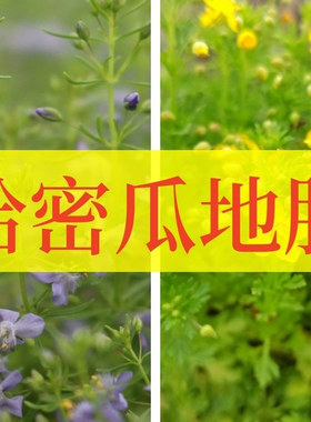 黄色蓝色哈密瓜地肤不可食用多年生香草植物盆栽克拉香草芳香绿植