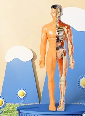 3d Human Body Torso Model for Kid Anatomy Model SkelXeton An