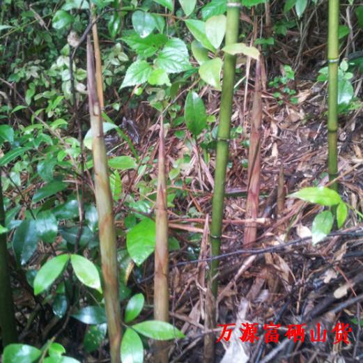 2025新货四川大巴山万源特产秦岭木竹笋峰桶笋子干货野生嫩竹笋