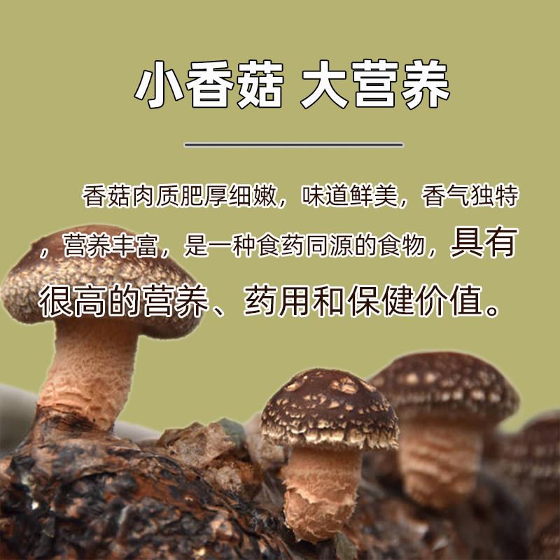 马氏香村蘑菇肉酱100g*10袋东北特产营口大酱即食熟酱蘸酱拌饭面