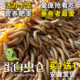 黄粉虫活体面包虫鹦鹉画眉鸟粮乌龟鱼食守宫蜥蜴饲料透气盒装 包邮