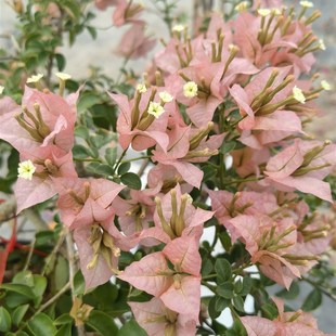 三角梅老庄一勿j一拍链接,鲜活绿植不支持七天无理由退换货