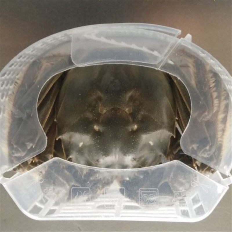 可青牌整箱第三代大闸蟹速装器螃蟹速装盒河蟹包装U免捆扎棉绳塑