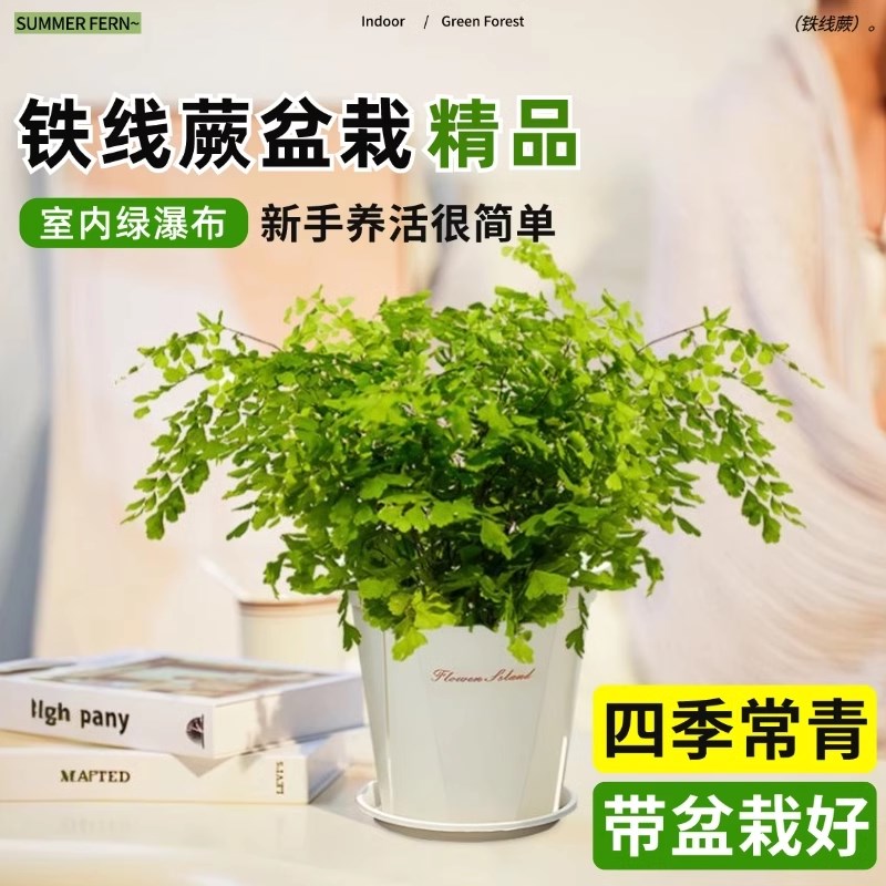 铁线蕨水培植物净化空气耐阴水养蕨类室内好养观叶花卉