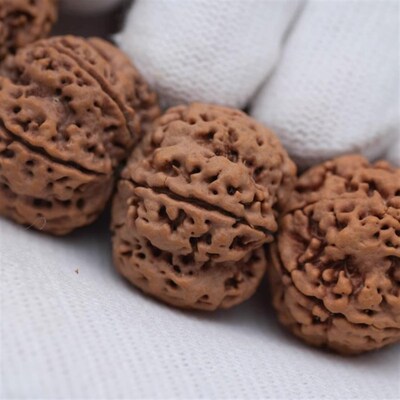 巨型蜂窝双龙毕业级尼泊尔大金刚菩提G子安娜超巨大尺寸28.29