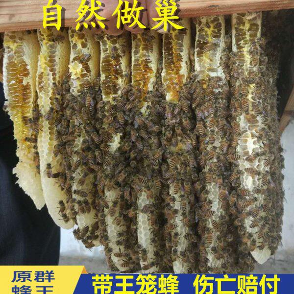 带王蜜蜂活群阿坝中蜂王双色红背产卵种蜂王土蜂出售笼蜂中蜂蜂群